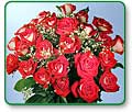 Fire and Ice Roses (two dozen)