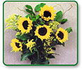 Sunflower Radiance